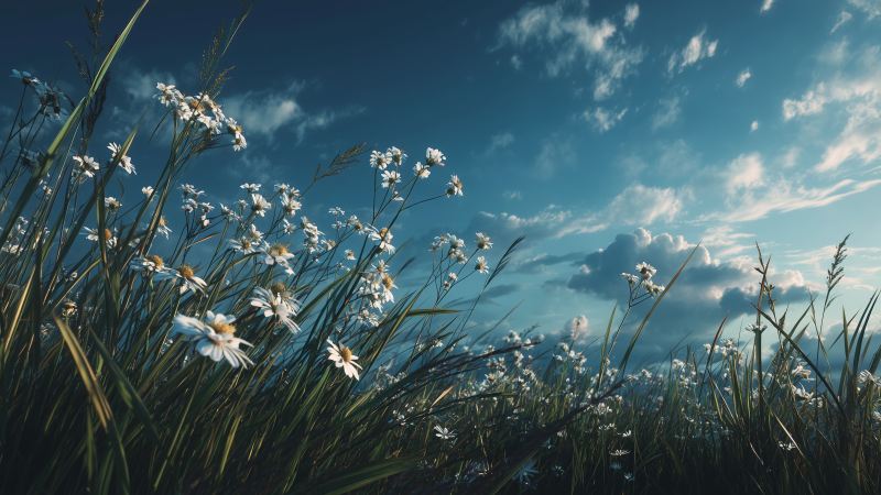 warm weather wallpaper, spring vibes, natural light, background for desktop wallpaper
