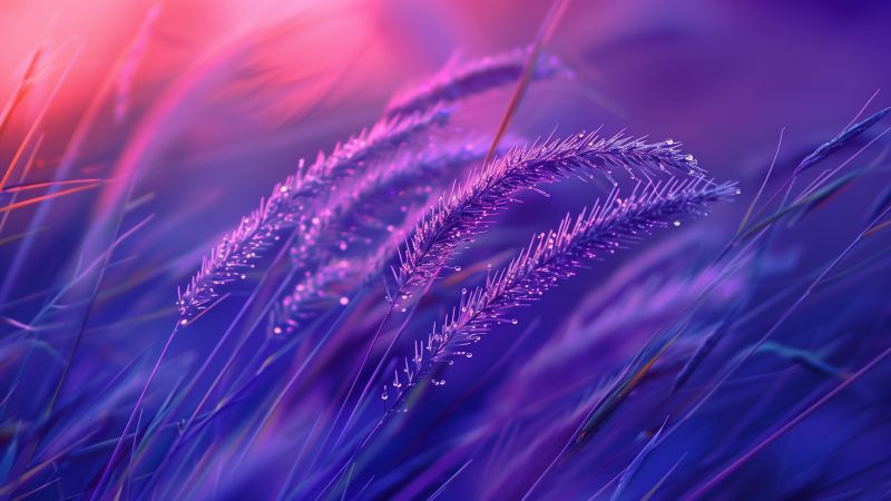 Grass wallpaper, ears, 4k, background for desktop wallpaper (horizontal)