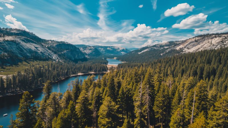 Yosemite wallpaper, forest, wallpapers, background for desktop wallpaper (horizontal)