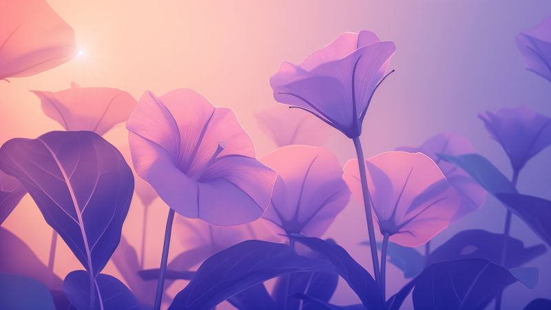 morning glory wallpaper, purple flowers, bloom, background for desktop wallpaper (horizontal)