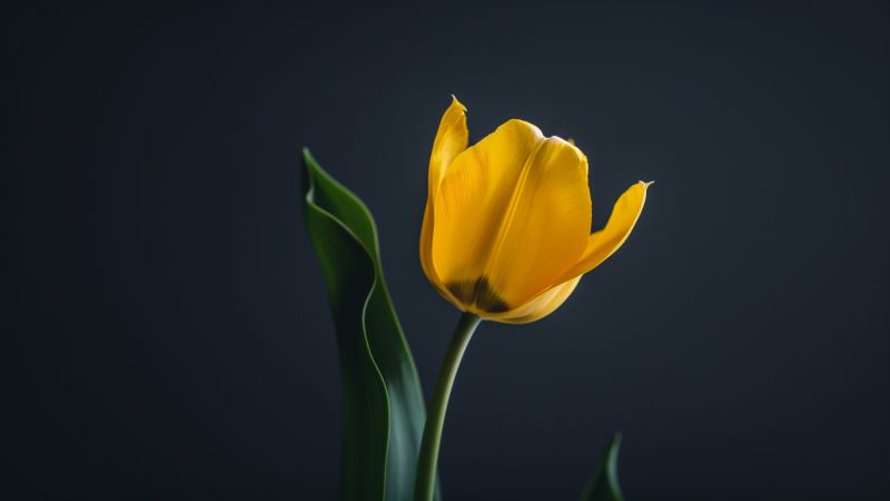 tulips wallpaper, HD wallpaper, blooming, background for desktop wallpaper (horizontal)