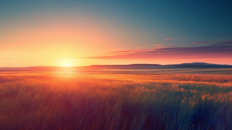 Field wallpaper, HD, nature, background for desktop wallpaper (horizontal)