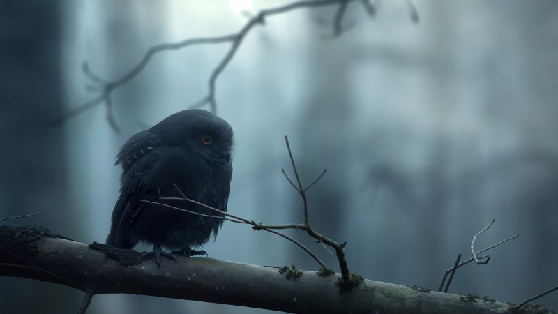 owl wallpaper, eyes, nocturnal, background for desktop wallpaper (horizontal)