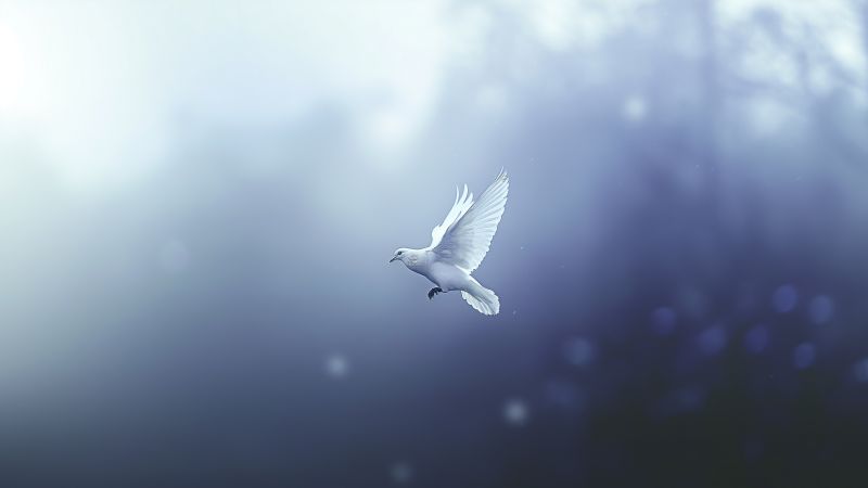 dove wallpaper, pigeon, wings, background for desktop wallpaper (horizontal)