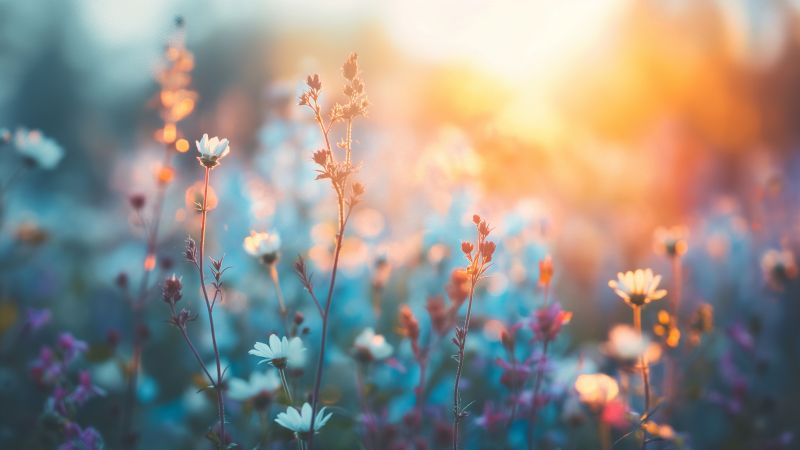 meadow wallpaper, tranquil setting, picturesque field, background for desktop wallpaper (horizontal)
