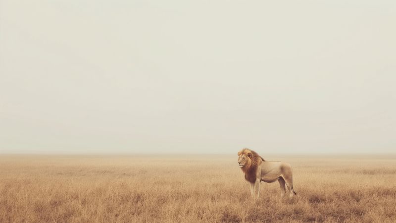 lion wallpaper, savanna, adorable, background for desktop wallpaper (horizontal)