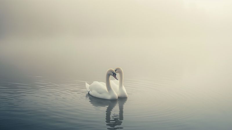 Swan wallpaper, adorable creatures, cute wildlife, background for desktop wallpaper (horizontal)