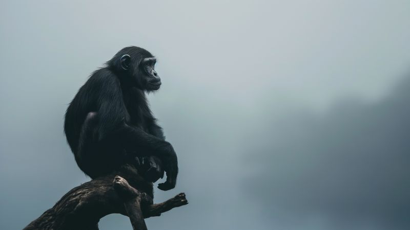 chimpanzee wallpaper, cute monkeys, humorous wildlife, background for desktop wallpaper (horizontal)