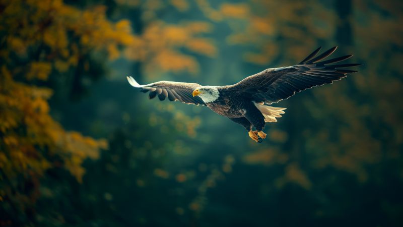 Eagle wallpaper, blurred background, feathered friends, background for desktop wallpaper (horizontal)