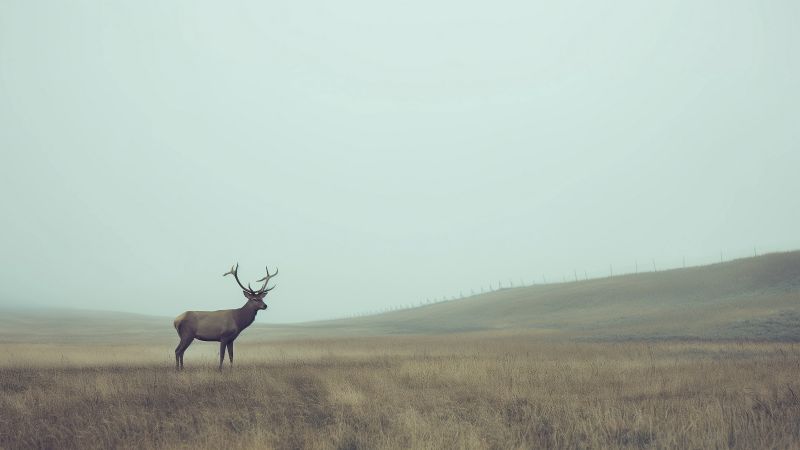 deer wallpaper, nature, tranquil, background for desktop wallpaper (horizontal)