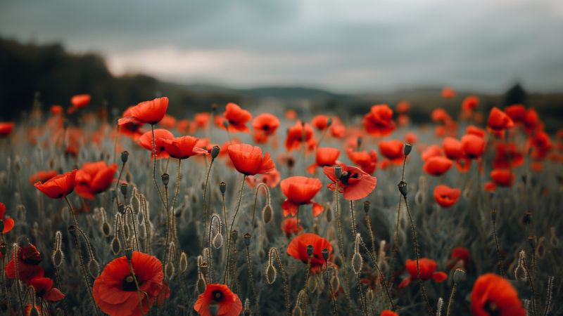 poppy wallpaper, vibrant blossoms, colorful blooms, background for desktop wallpaper (horizontal)