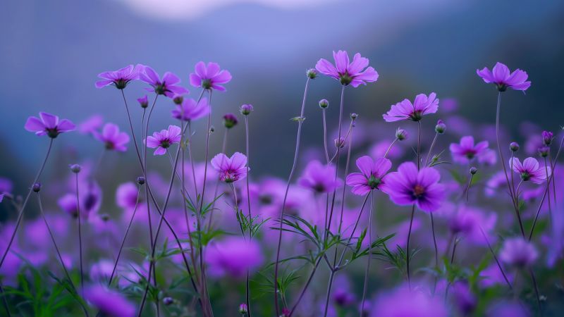 wildflowers wallpaper, purple blooms, floral landscape, background for desktop wallpaper (horizontal)