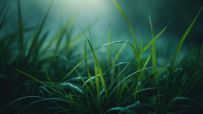 Green grass wallpaper, 4k resolution, vibrant greenery, background for desktop wallpaper (horizontal)