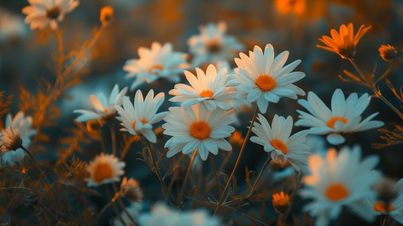 flowers wallpaper, daisies, colorful, background for desktop wallpaper (horizontal)