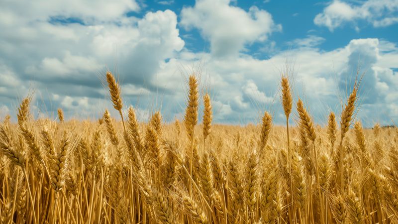 field wallpaper, sky, golden, background for desktop wallpaper (horizontal)