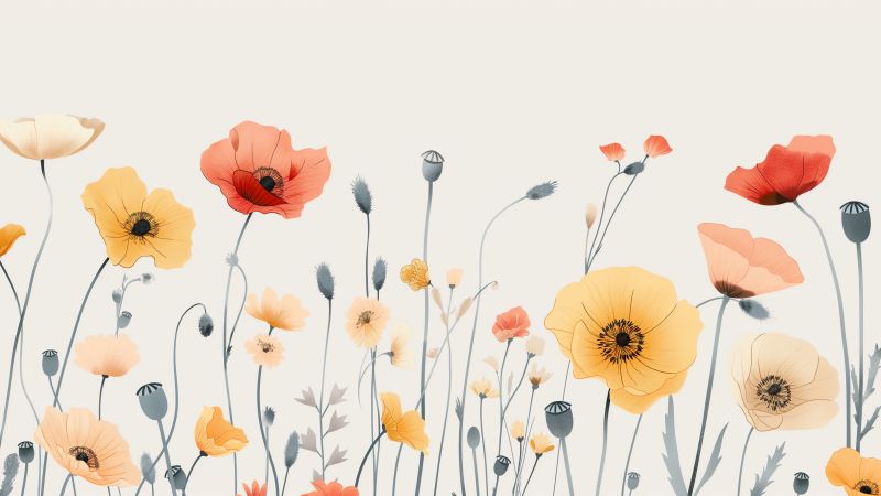 poppy wallpaper, meadows, nature scenery, background for desktop wallpaper (horizontal)