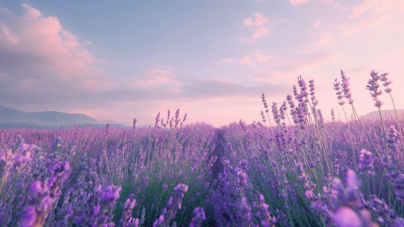 lavender wallpaper, colorful flowers, stunning nature wallpaper, background for desktop wallpaper (horizontal)