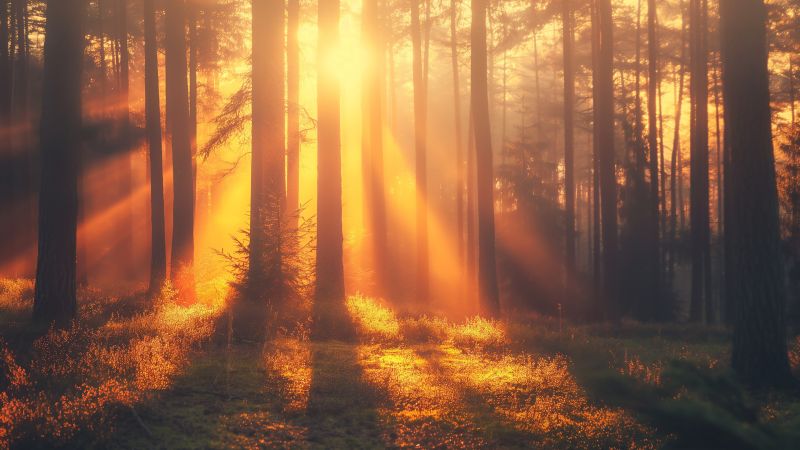 Pines wallpaper, sunlight, nature, background for desktop wallpaper (horizontal)