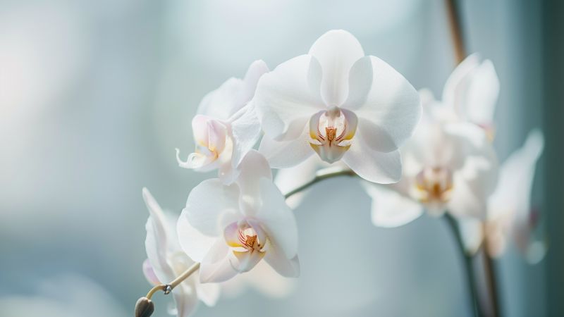 orchid wallpaper, white flowers, bloom, background for desktop wallpaper (horizontal)