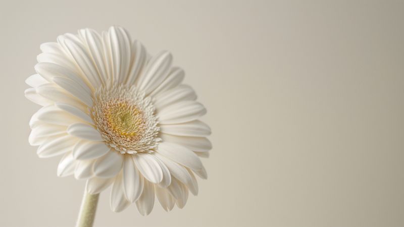 Gerbera wallpaper, white flower, close-up, background for desktop wallpaper (horizontal)