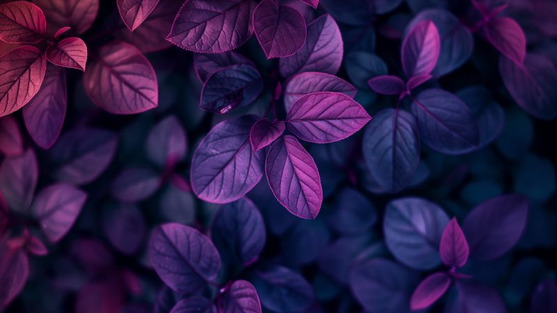 Leaves wallpaper, violet, botanical, background for desktop wallpaper (horizontal)