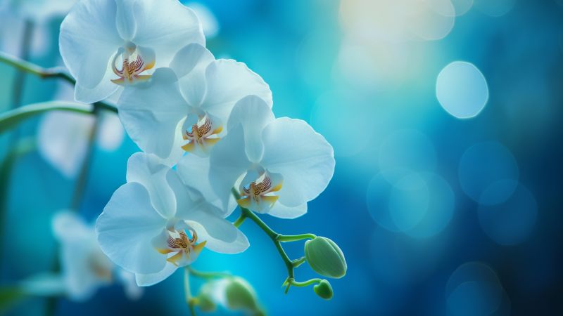 orchid wallpaper, blue flowers, nature photography, background for desktop wallpaper (horizontal)
