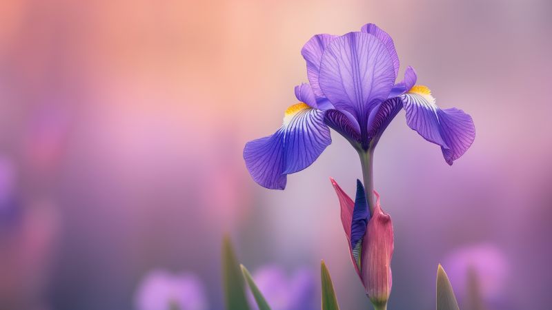 Iris wallpaper, purple flowers, high resolution, background for desktop wallpaper (horizontal)