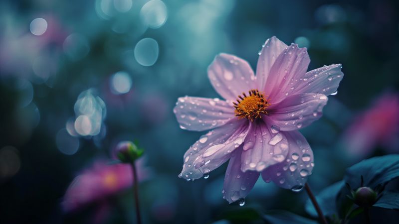 Flowers wallpaper, high definition, dew drops, background for desktop wallpaper (horizontal)