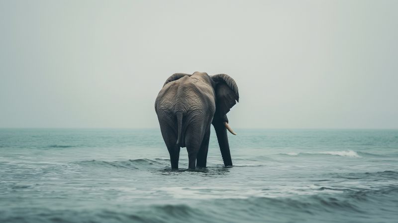 elephant wallpaper, ocean, playful elephant, background for desktop wallpaper (horizontal)