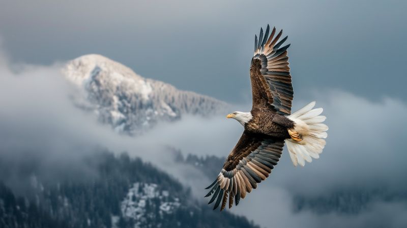Eagle wallpaper, clouds, wilderness, background for desktop wallpaper (horizontal)