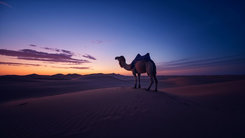 camel wallpaper, dunes, sandy terrain, background for desktop wallpaper (horizontal)