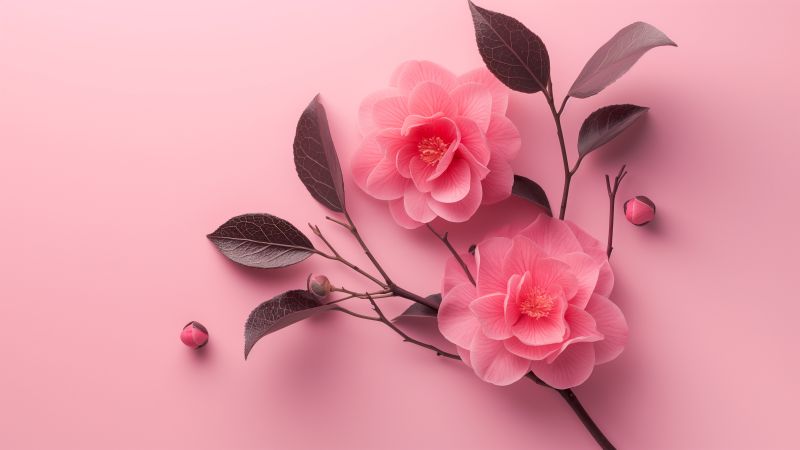 camellia wallpaper, pink, floral, background for desktop wallpaper (horizontal)