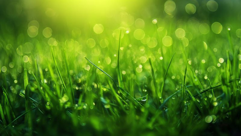 Grass wallpaper, macro, green, background for desktop wallpaper (horizontal)