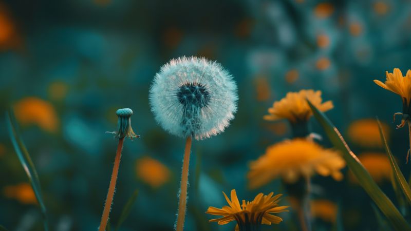 dandelion wallpaper, HD wallpaper, nature, background for desktop wallpaper (horizontal)