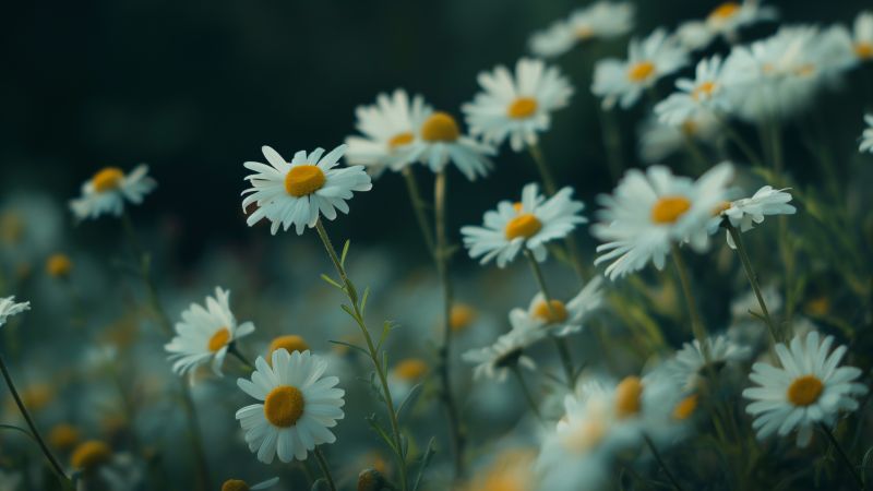 daisies wallpaper, 4k wallpaper, nature, background for desktop wallpaper (horizontal)