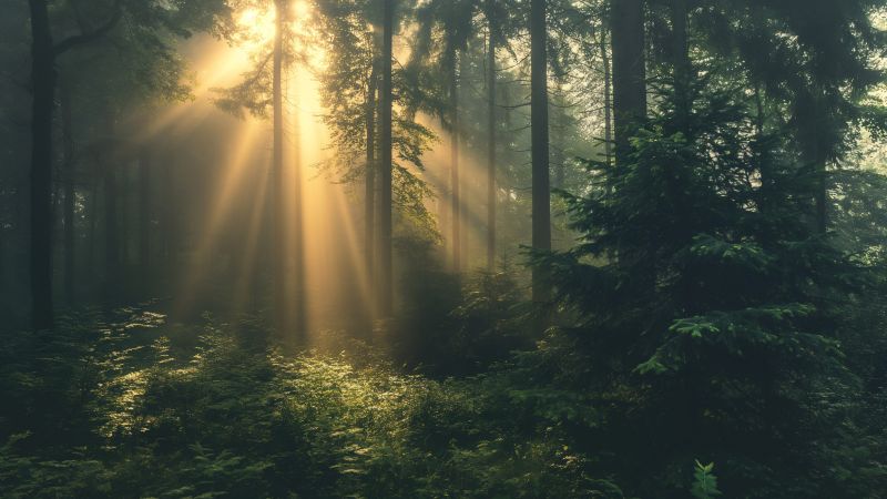 Forest wallpaper, greenery, 5k, background for desktop wallpaper (horizontal)