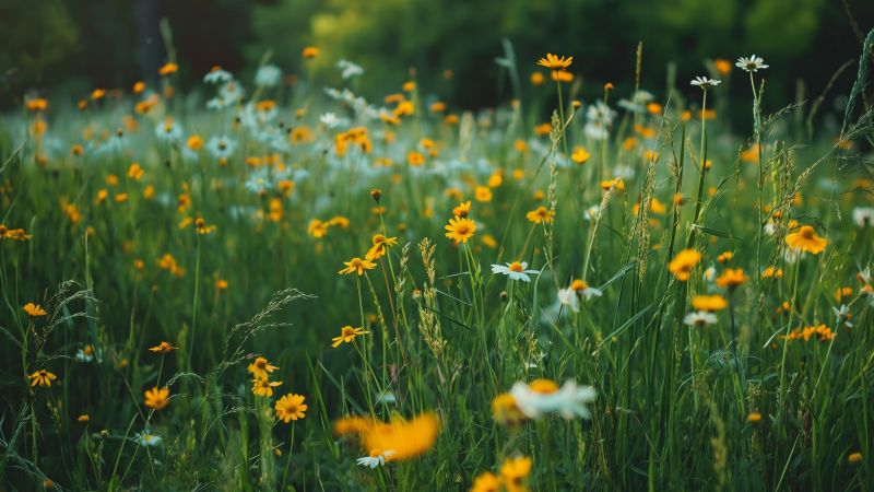 grass wallpaper, meadows, scenic landscape, background for desktop wallpaper (horizontal)