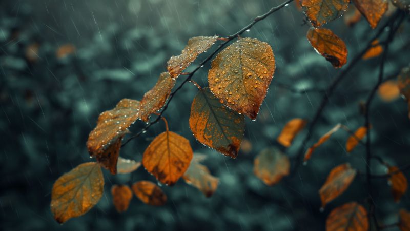 Leaves wallpaper, raindrops, 5k resolution, background for desktop wallpaper (horizontal)