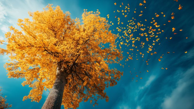 Tree wallpaper, yellow leaves, fall foliage, background for desktop wallpaper (horizontal)
