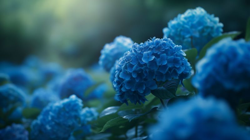 Hydrangea wallpaper, meadows, nature, background for desktop wallpaper (horizontal)