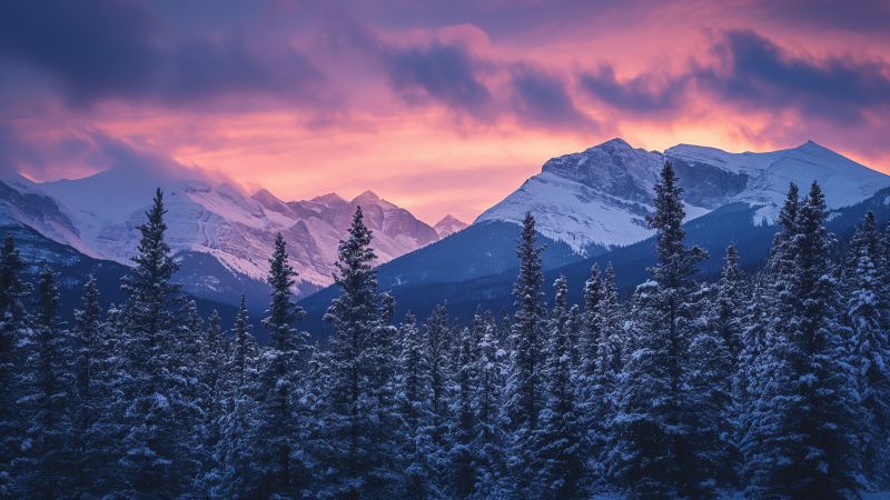 Trees wallpaper, snow, pines, background for desktop wallpaper (horizontal)