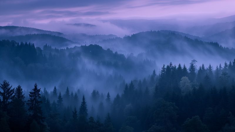 Forest wallpaper, sunlight, fall foliage, background for desktop wallpaper (horizontal)