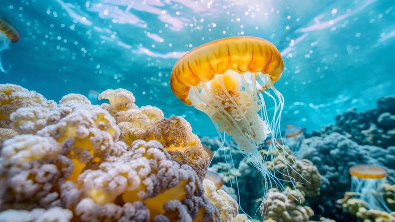 jellyfish wallpaper, Pacific Ocean, marine life, background for desktop wallpaper (horizontal)
