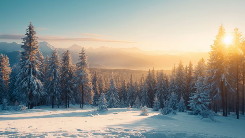 winter forest wallpaper, bright sunlight, winter landscape, background for desktop wallpaper (horizontal)