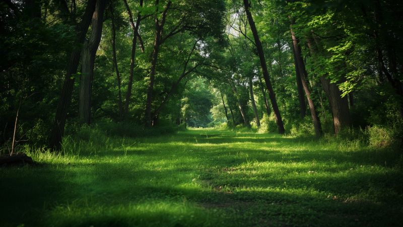 summer forest wallpaper, vibrant greenery, serene nature, background for desktop wallpaper (horizontal)