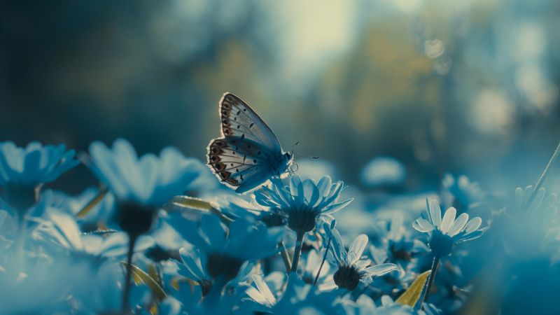 butterfly wallpaper, azure, nature, background for desktop wallpaper (horizontal)