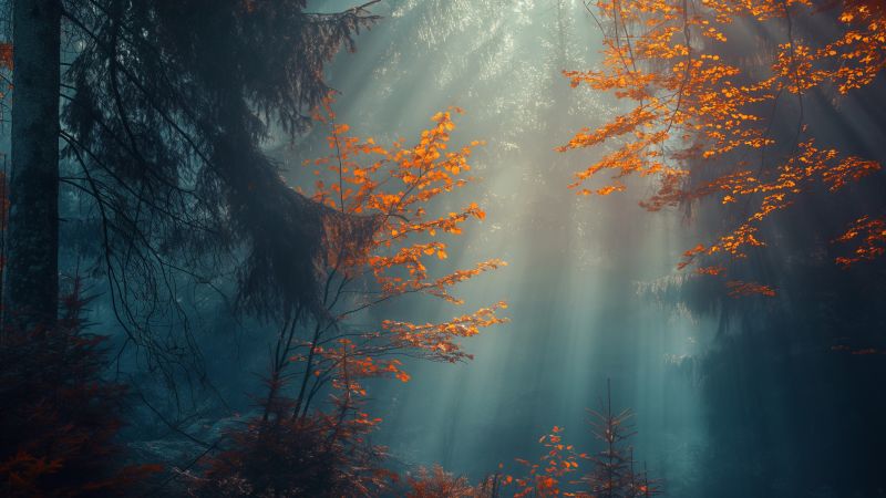 Forest wallpaper, fog, 5k, background for desktop wallpaper (horizontal)