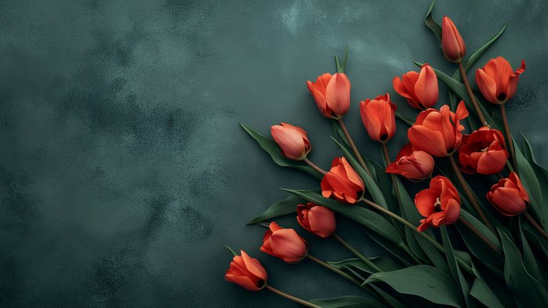 tulips wallpaper, red, vibrant, background for desktop wallpaper (horizontal)