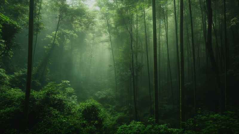 Forest wallpaper, green, lush, background for desktop wallpaper (horizontal)