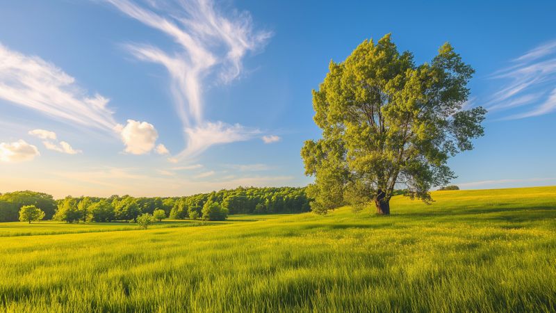 Meadows wallpaper, trees, vibrant, background for desktop wallpaper (horizontal)